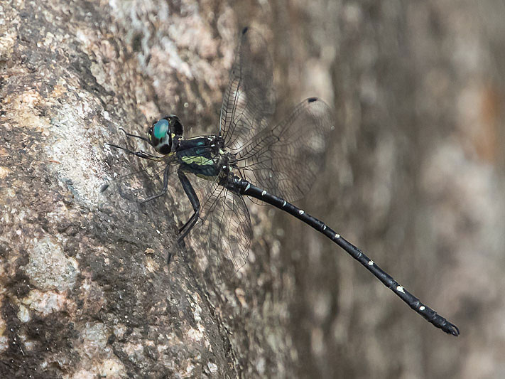 Eusynthemis nigra male-2316.jpg